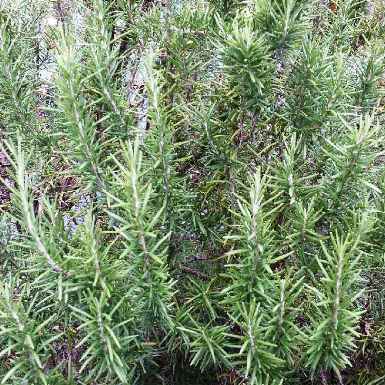 Rosemary